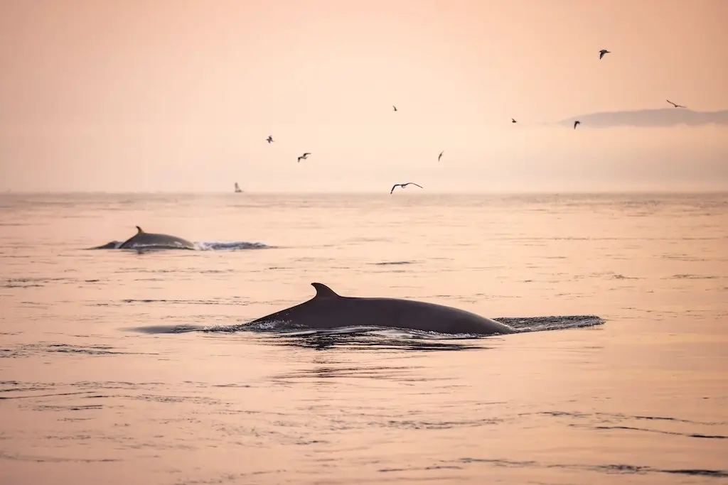 Whale Watching in Tadoussac