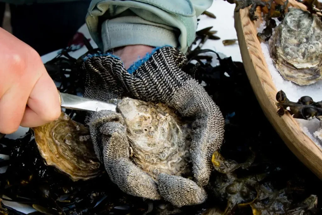 Sligo oyster farm experience